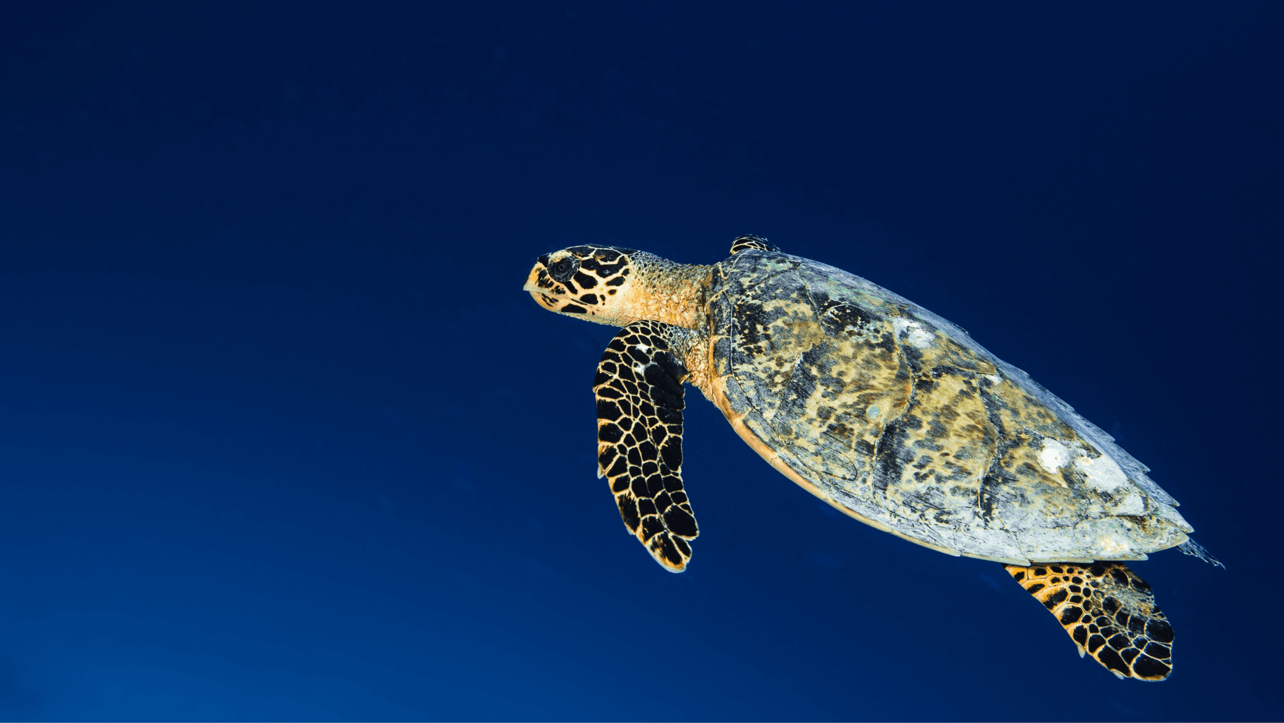 Rain-kissed Paradise: Discovering Maldives During the Wet Season