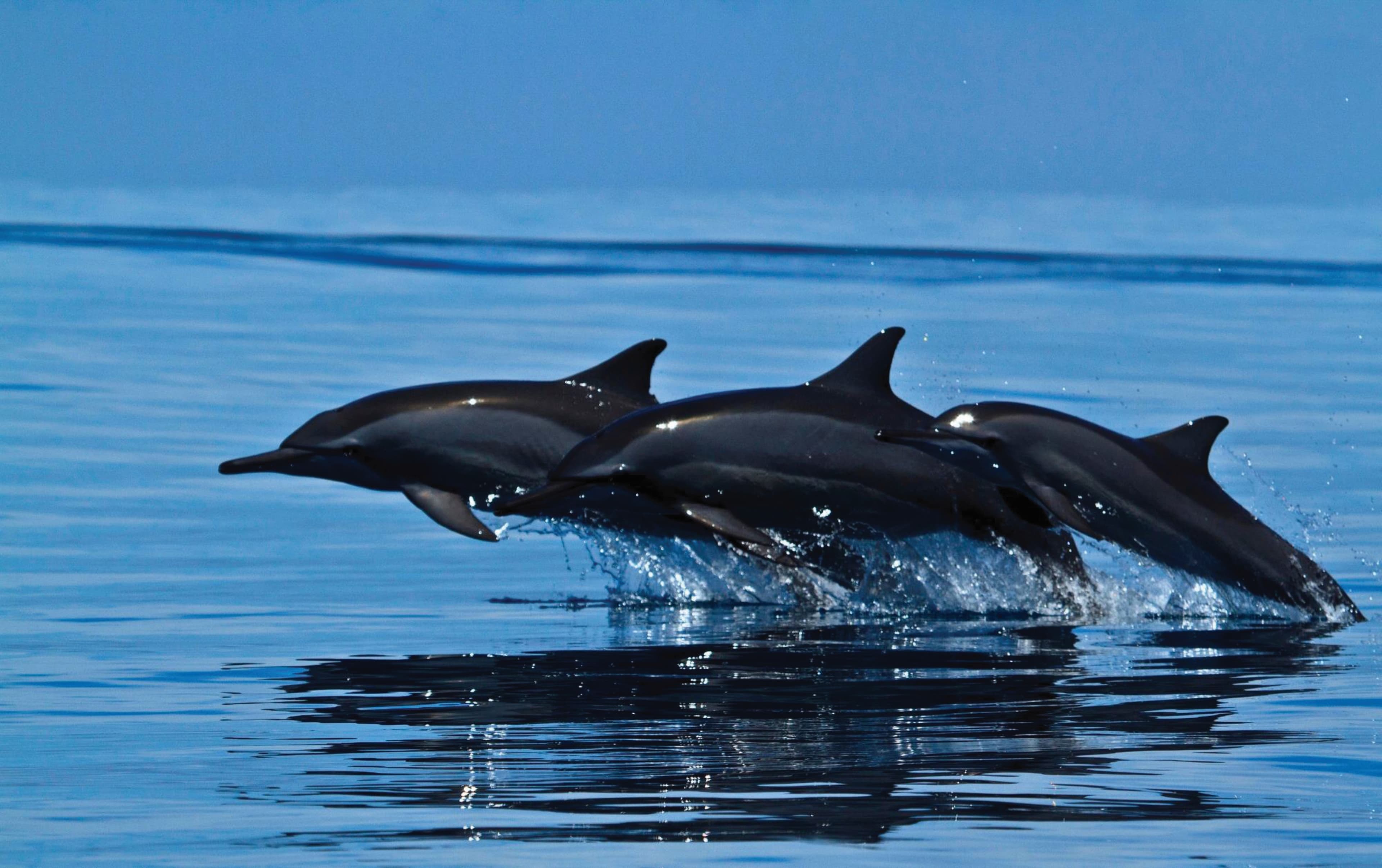 Sunset and Dolphin Cruise