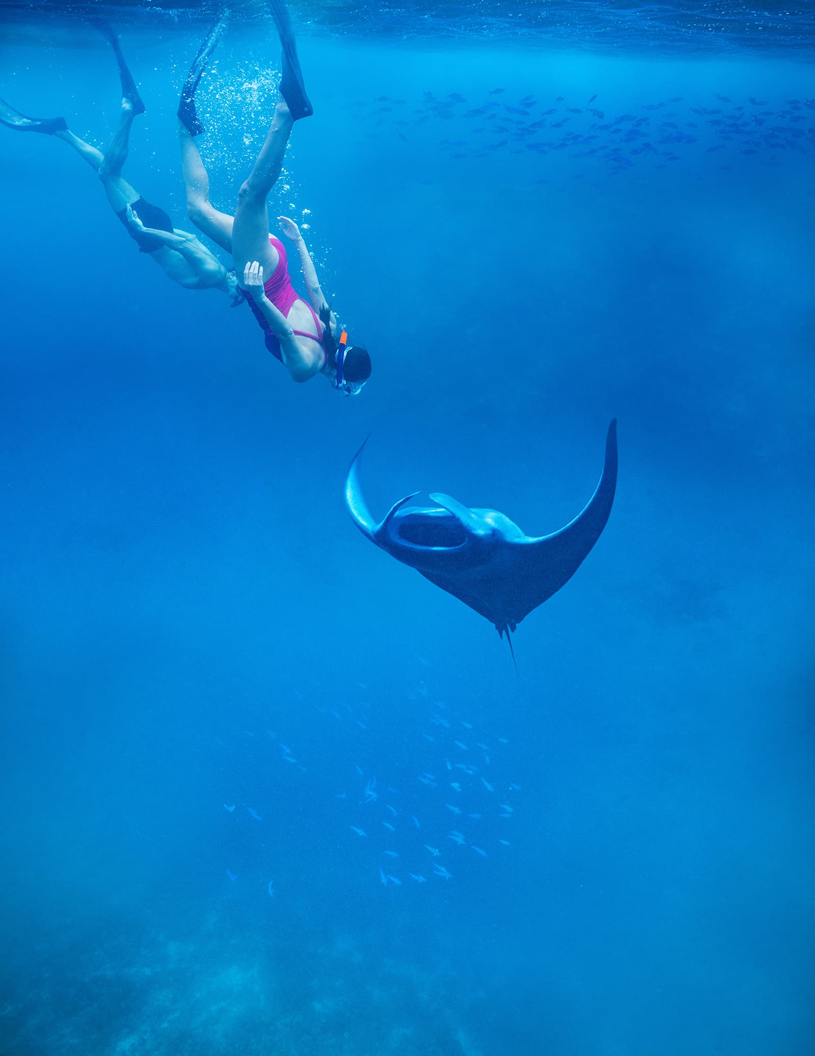 Snorkel With Manta Rays