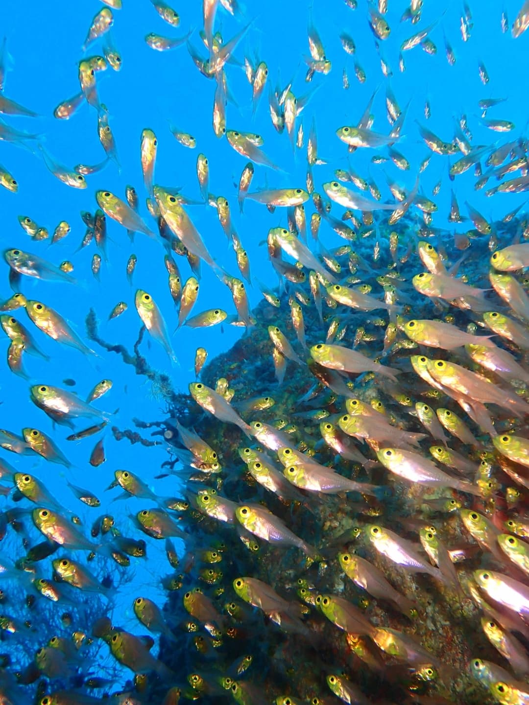 Snorkelling at Nautilus